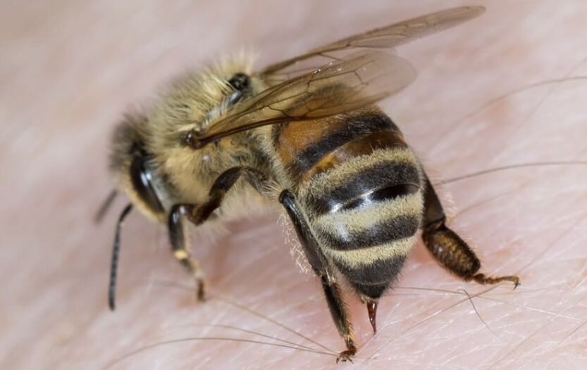 τσιμπήματα μέλισσας για μεγέθυνση πέους